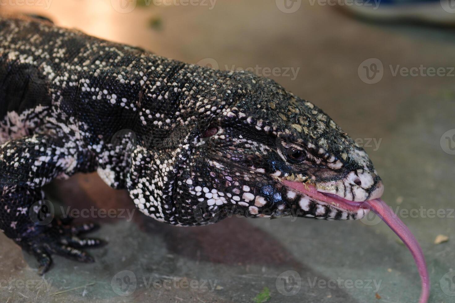 Close-up of a red tegu lizard, Tupinambis rufescens. Reptile, wildlife and animal concept. photo