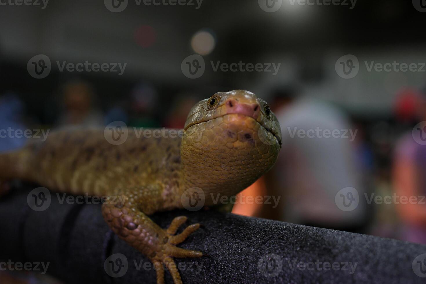 he Solomon Islands skink, also known as prehensile-tailed skink, monkey-tailed skink, giant skink, zebra skink, and monkey skink, is an arboreal species of skink endemic photo
