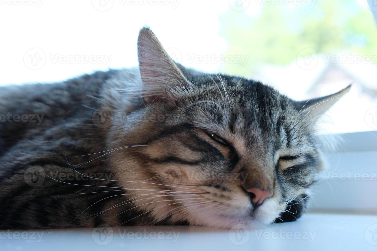 Don't disturb a daydreaming cat photo
