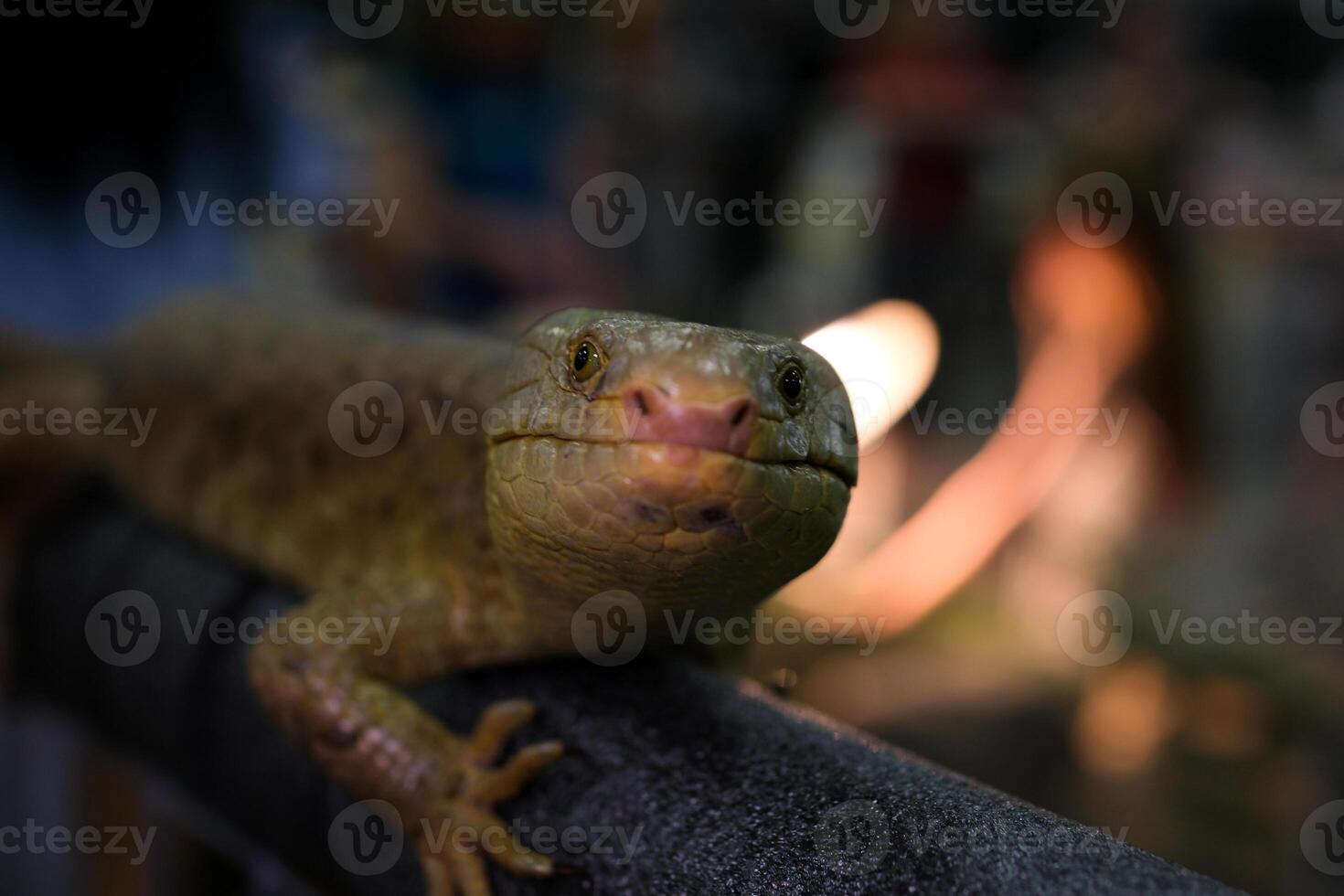 skink tenacious Solomon Islands skink, also known as prehensile-tailed skink, monkey-tailed skink, giant skink, zebra skink, and monkey skink, is an arboreal species of skink endemic photo