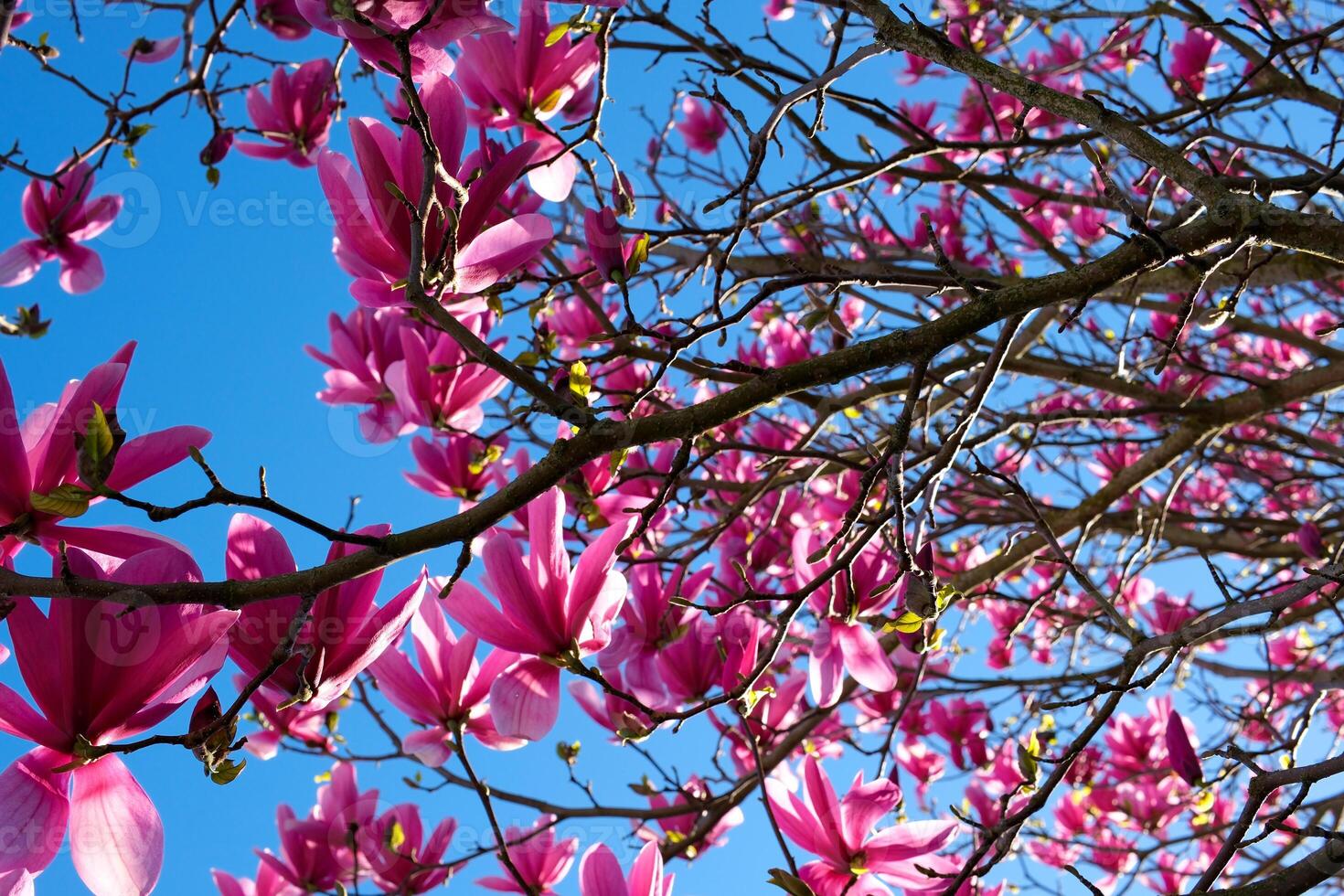magnolia Spring cherry blossoms against a blue sky. Pink flowers spring landscape with blooming pink tree sakura garden on a sunny day. Beautiful concept of romance and love with delicate flowers. photo