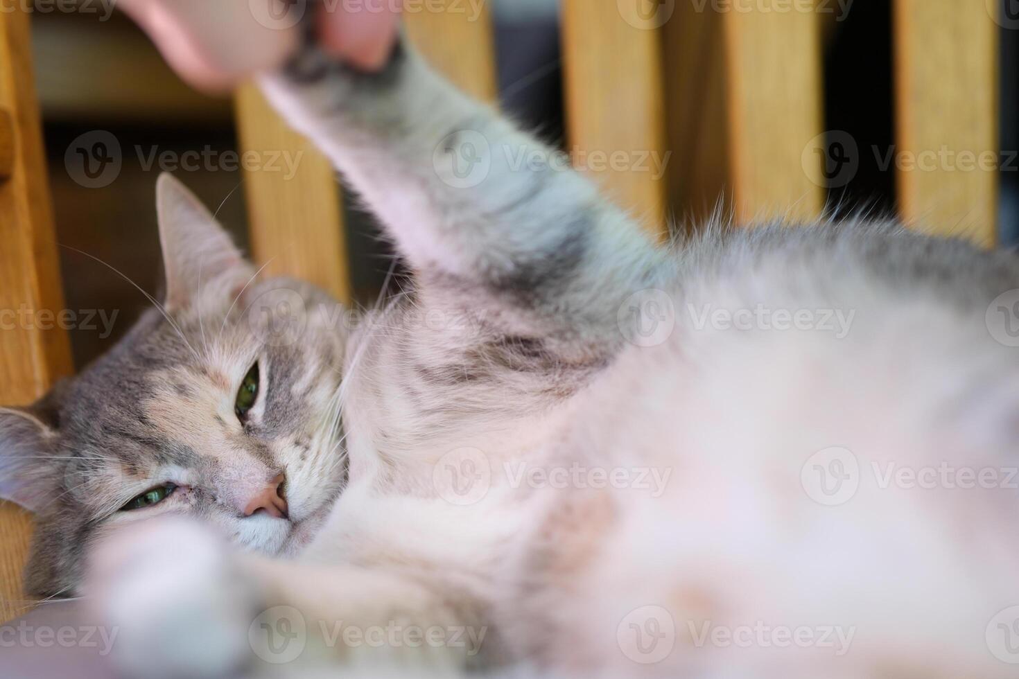 Small scottish fold kitten with cat mother in home interior photo