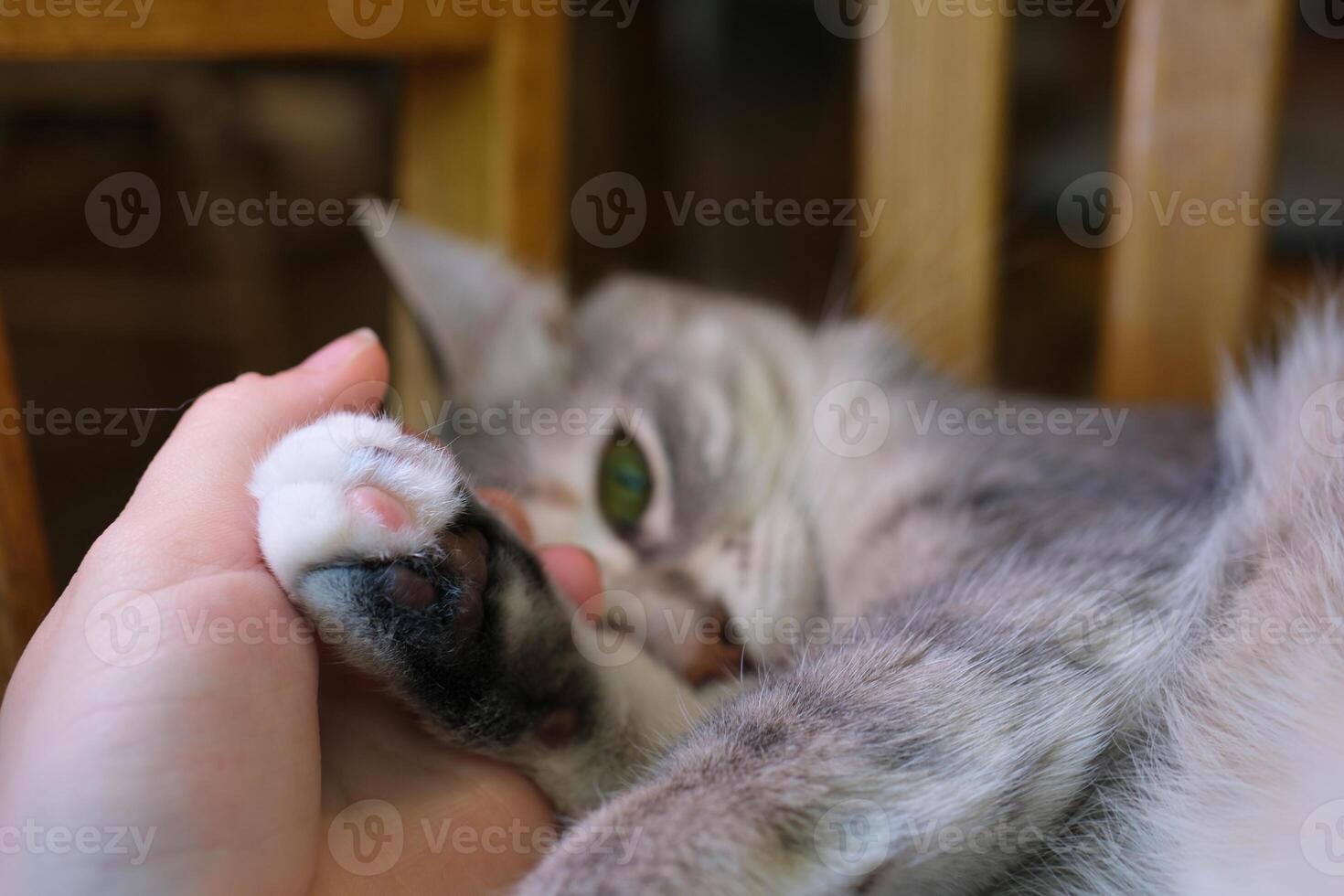 Close up cat's paw with long and sharp claws when cat scratching or kneading owner hand photo
