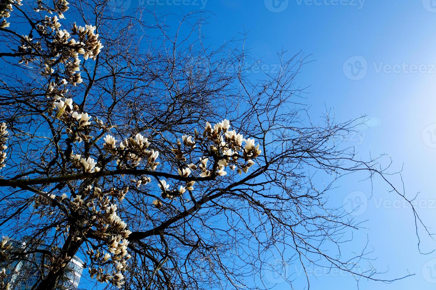 large magnolia flowers against the background of withered branches of another tree of life death comparison Magnolia x soulangeana, against a blue sky Cambridge, Massachusetts. photo