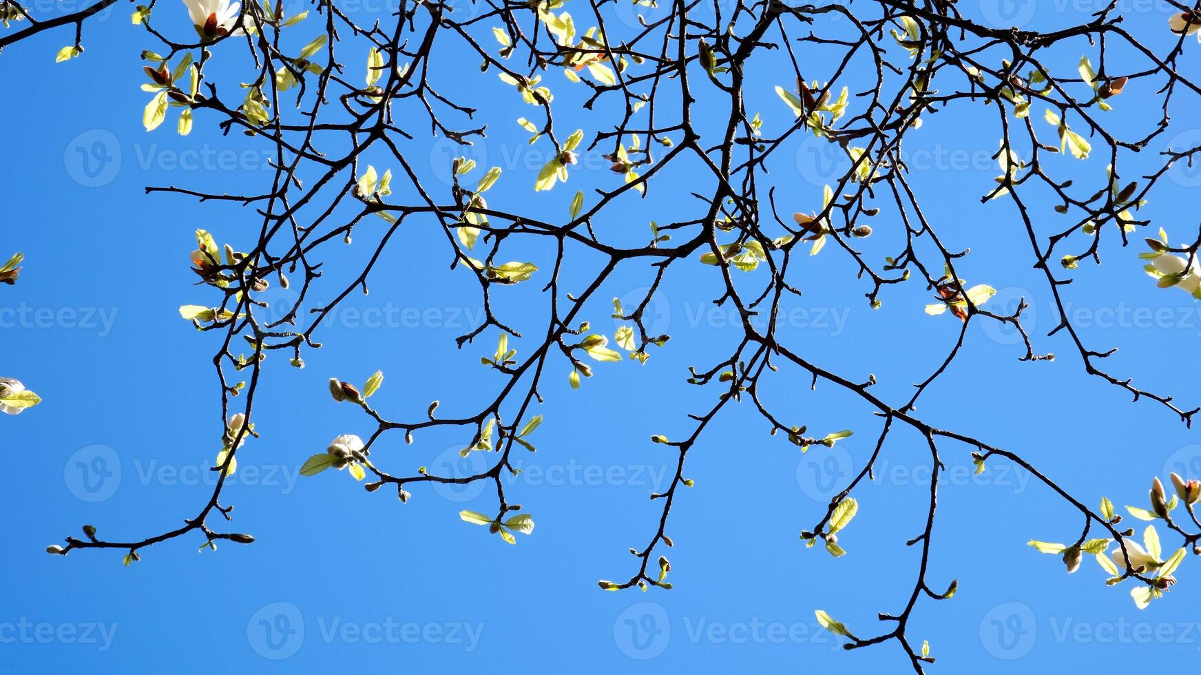 blossoming cherry and magnolia trees skyscrapers blue sky without clouds beautiful branches decorated with flowers in big city of Vancouver in Canada Burarrd station cleanliness freshness spring photo