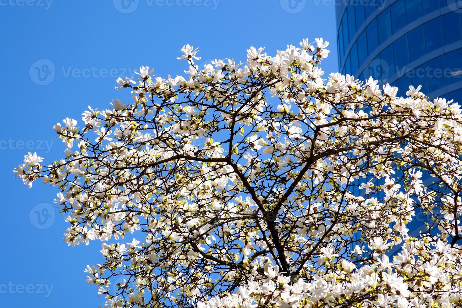 Burrard Station beautiful trees bloom in spring in april near skyscrapers and skytrain station magnolia cherry blossom japanese sakura white red flowers engulf blue sky without clouds downtown view photo