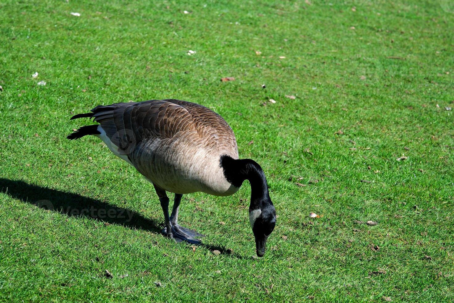 baby goslings eating in green grass followed by adult Canada goose. Canada geese can establish breeding colonies in urban and cultivated areas, which provide food and few natural predators photo