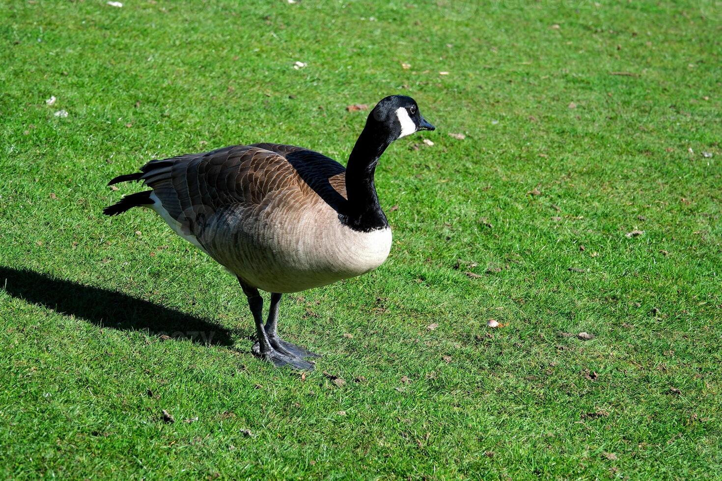 Slomo close-up of canada goose by water and reeds opening its beak Closeup shot of a Canada goose head and neck with blinking eye photo