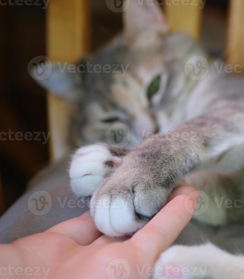 Portrait of Cat Claw Focus.Close up at cat's paws lying on bed. photo