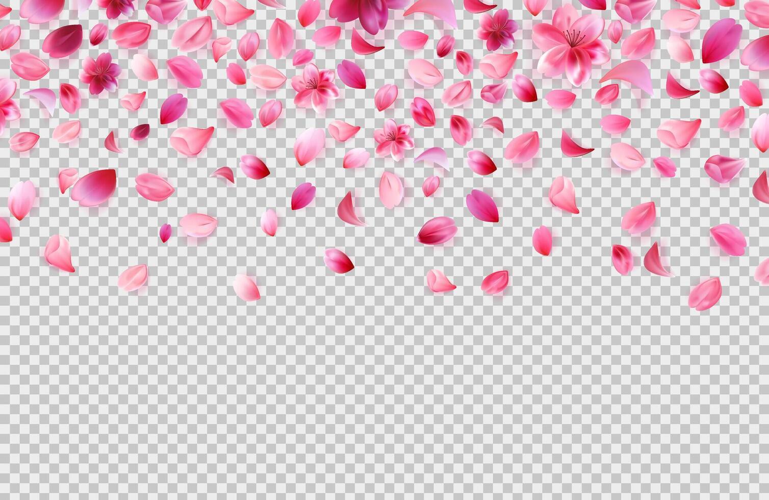 Falling cherry petals isolated on background. Romantic concept banner template. vector