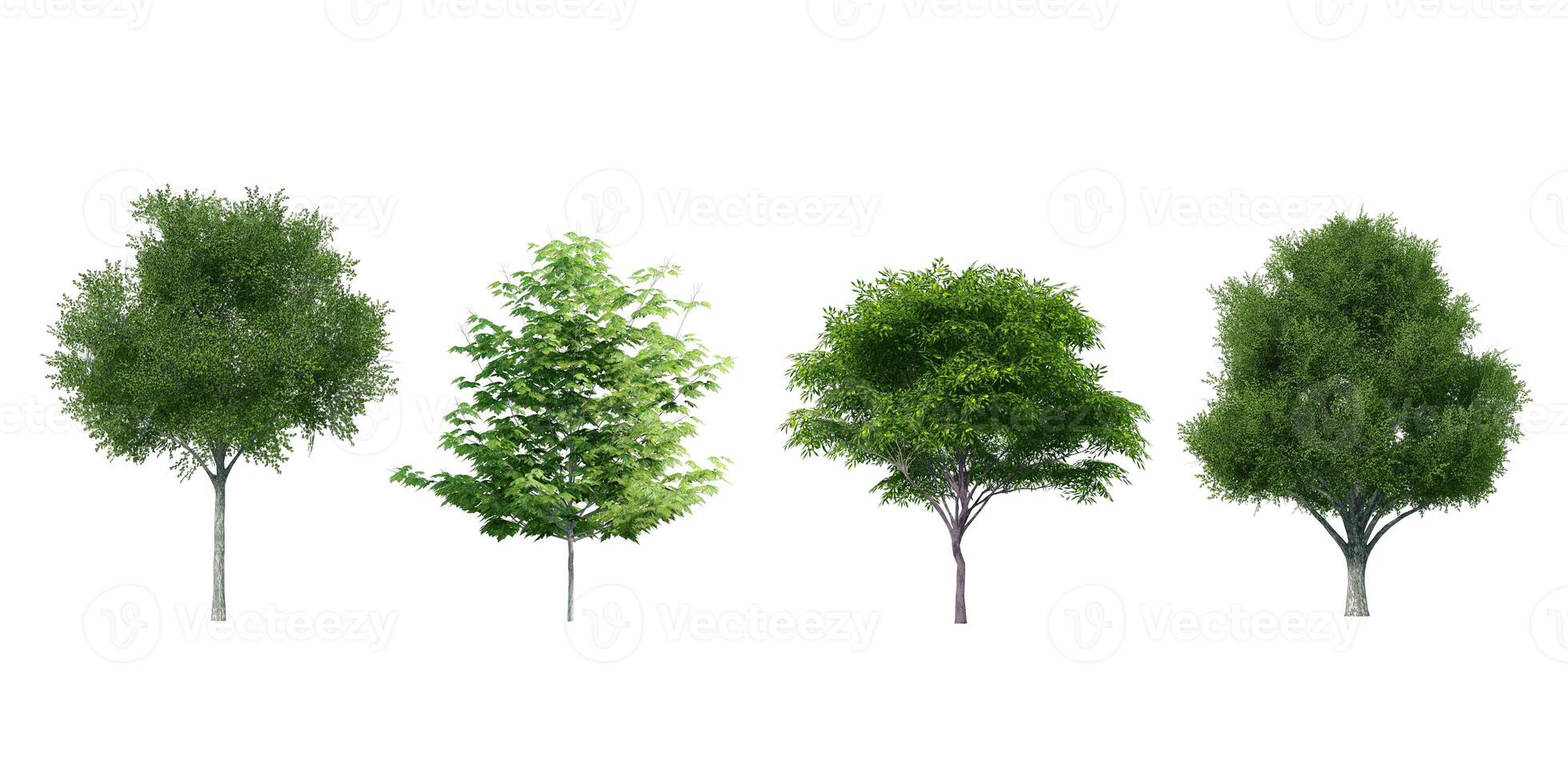 Collection Beautiful 3D Trees Isolated on white background , Use for visualization in architectural design or garden decorate photo