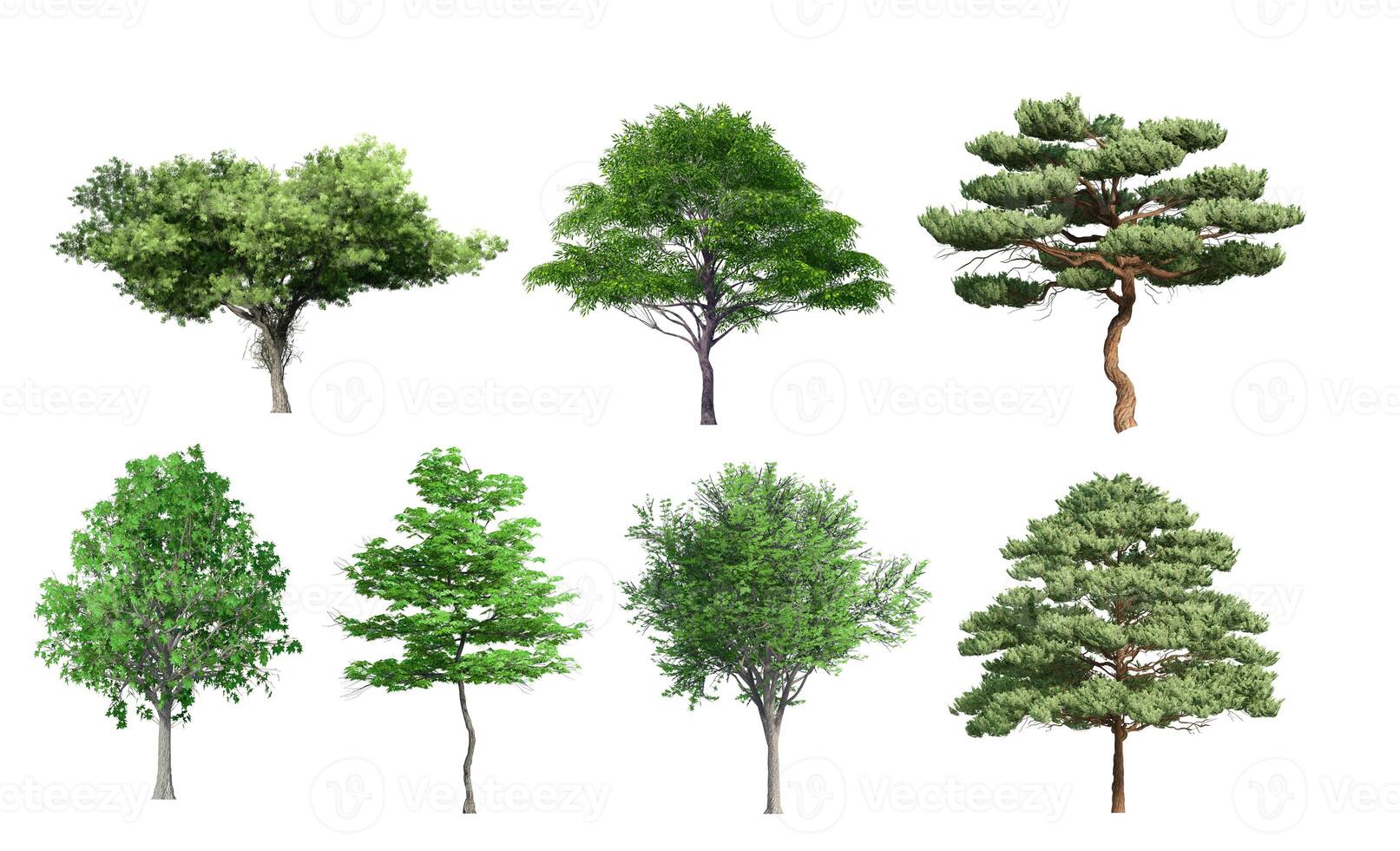 Collection Beautiful 3D Trees Isolated on white background , Use for visualization in architectural design or garden decorate photo