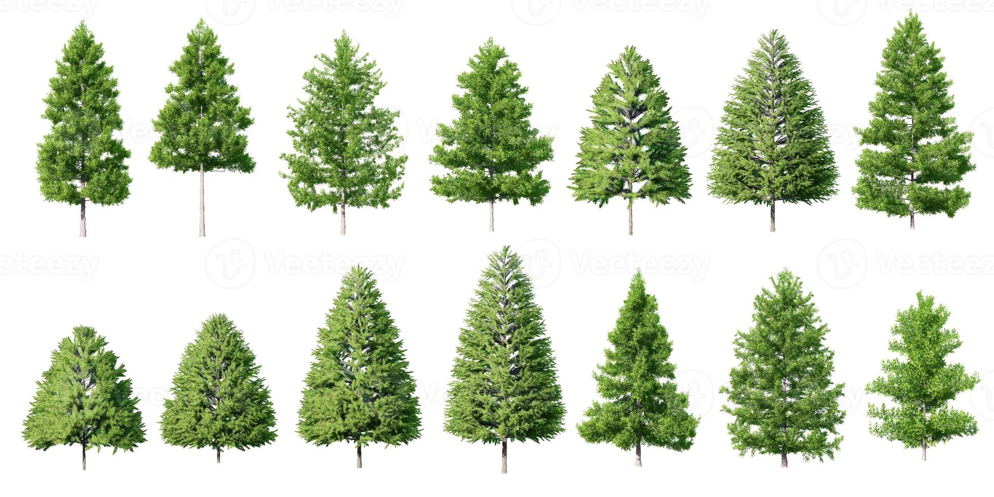 Collection Beautiful 3D Trees Isolated on white background , Use for visualization in architectural design or garden decorate photo