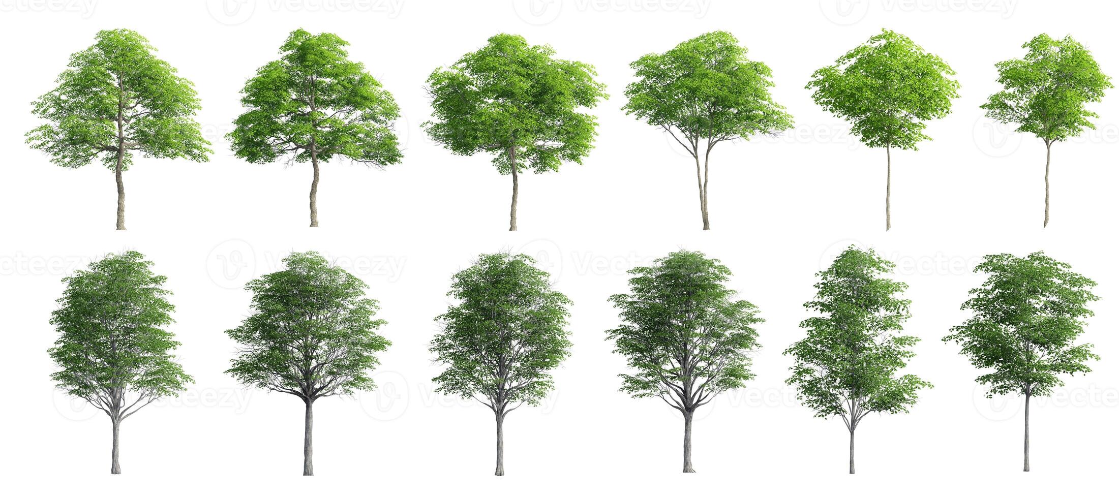 Collection Beautiful 3D Trees Isolated on white background , Use for visualization in architectural design or garden decorate photo