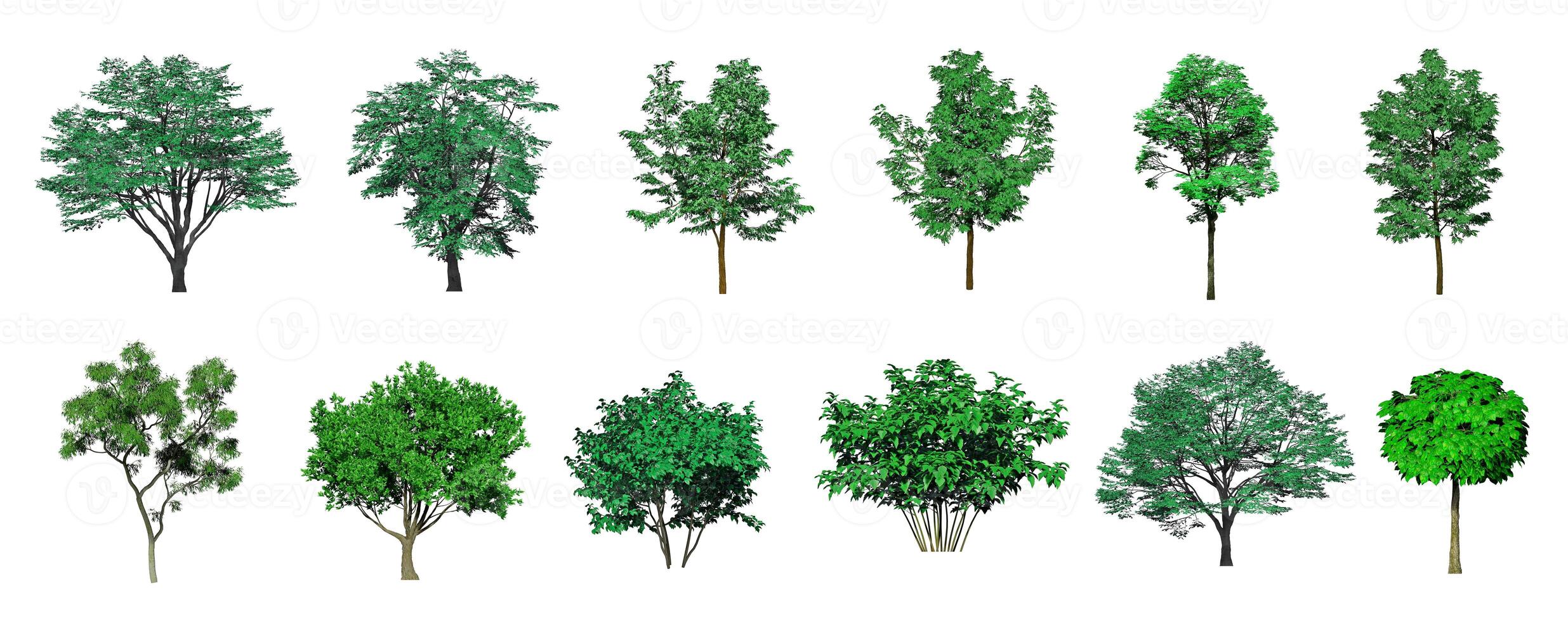 Collection Beautiful 3D Trees Isolated on white background , Use for visualization in architectural design or garden decorate photo