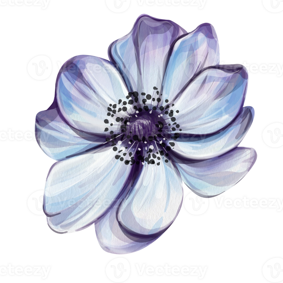 Watercolor blue anemone, springtime flower for wedding, greeting cards, fabric. Elegance vintage botanical illustration png