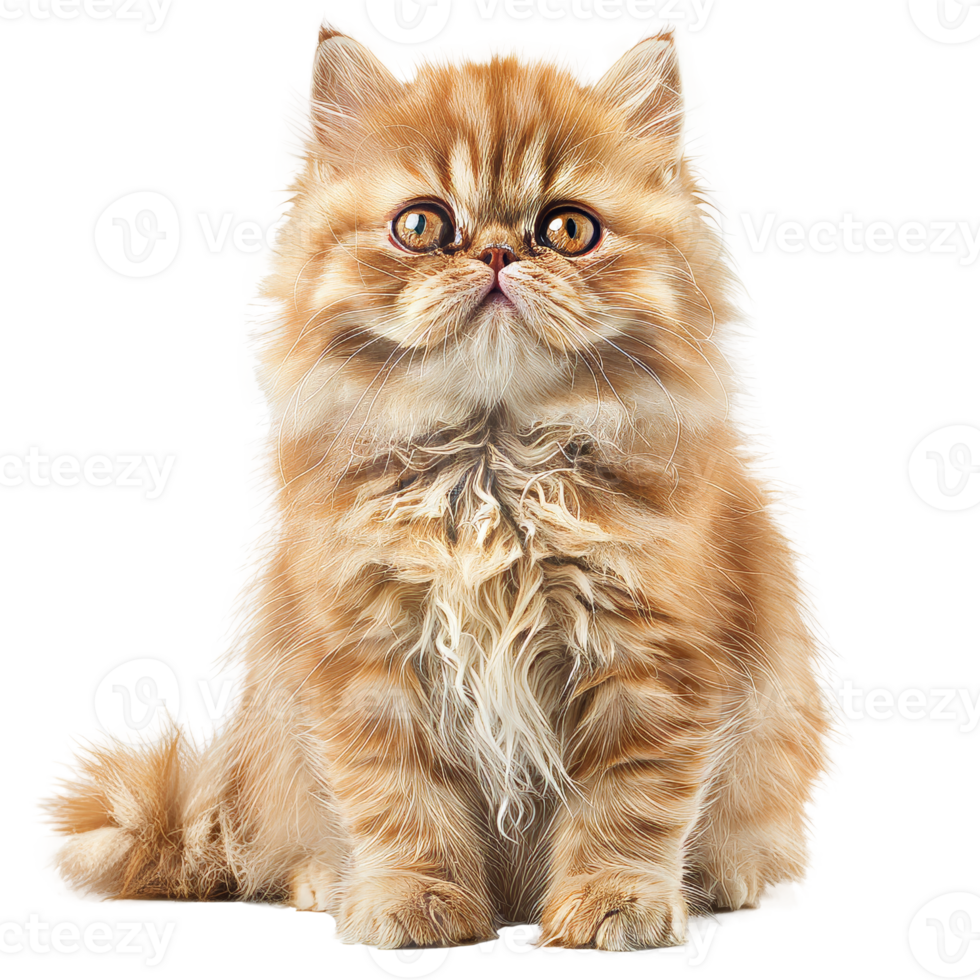 olden persian kittens curious gaze, a portrait of innocence and softness png
