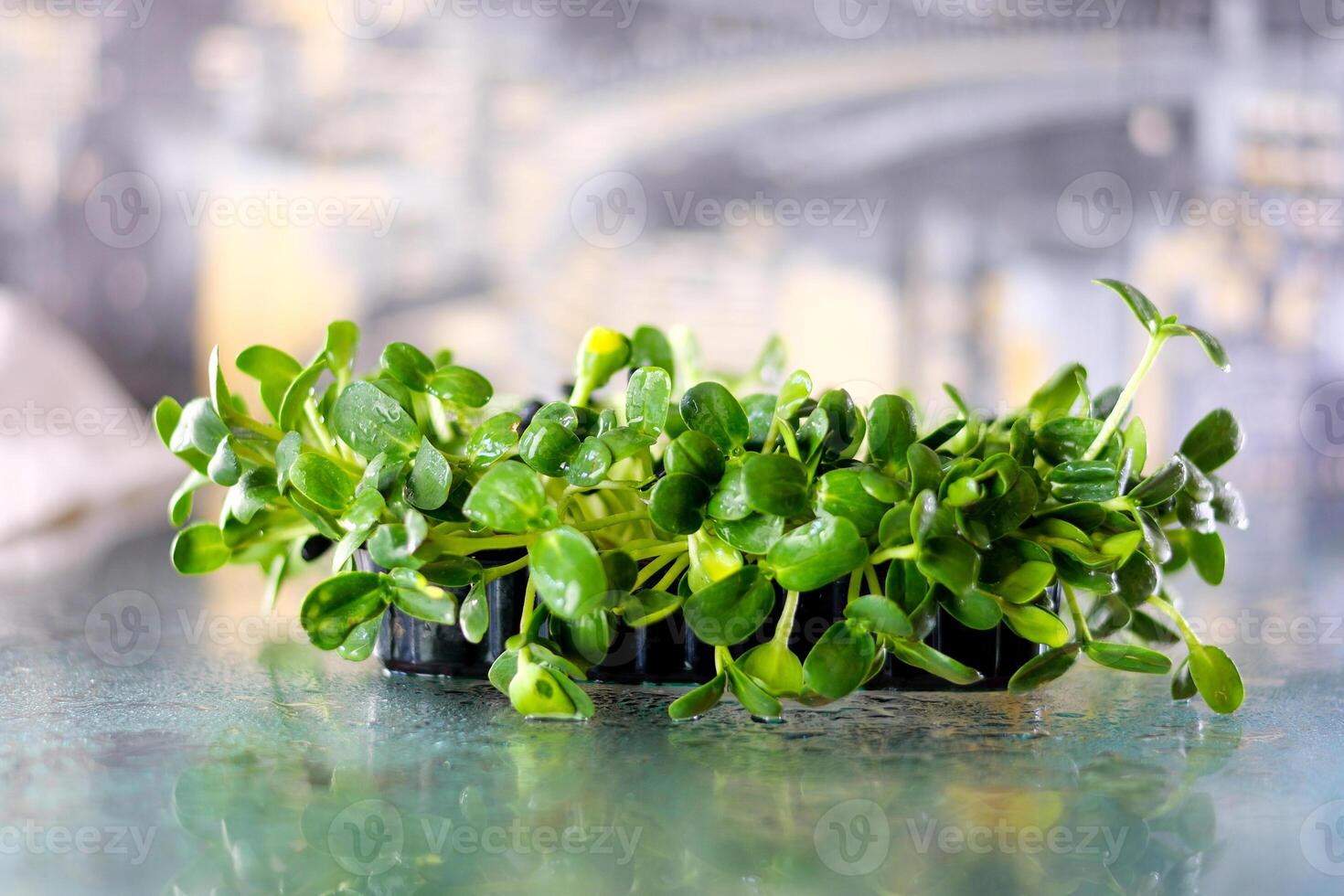 Gardening. water green sprout. Green sunflower seedling is watered by female gardener Concept of agriculture, gardening. Water drops. Hostess manually waters young seedlings in soil photo