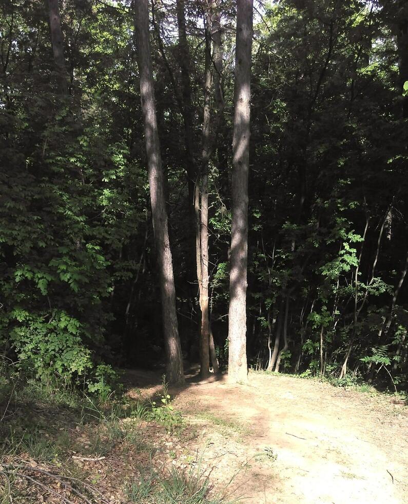 A day in the forest park photo