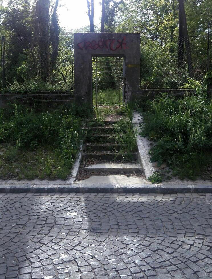 A day in the forest park photo