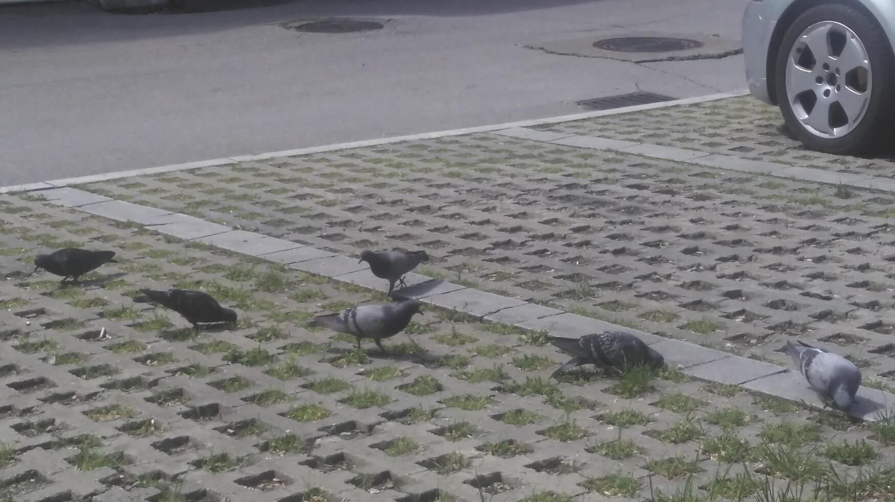 pigeons in the city photo
