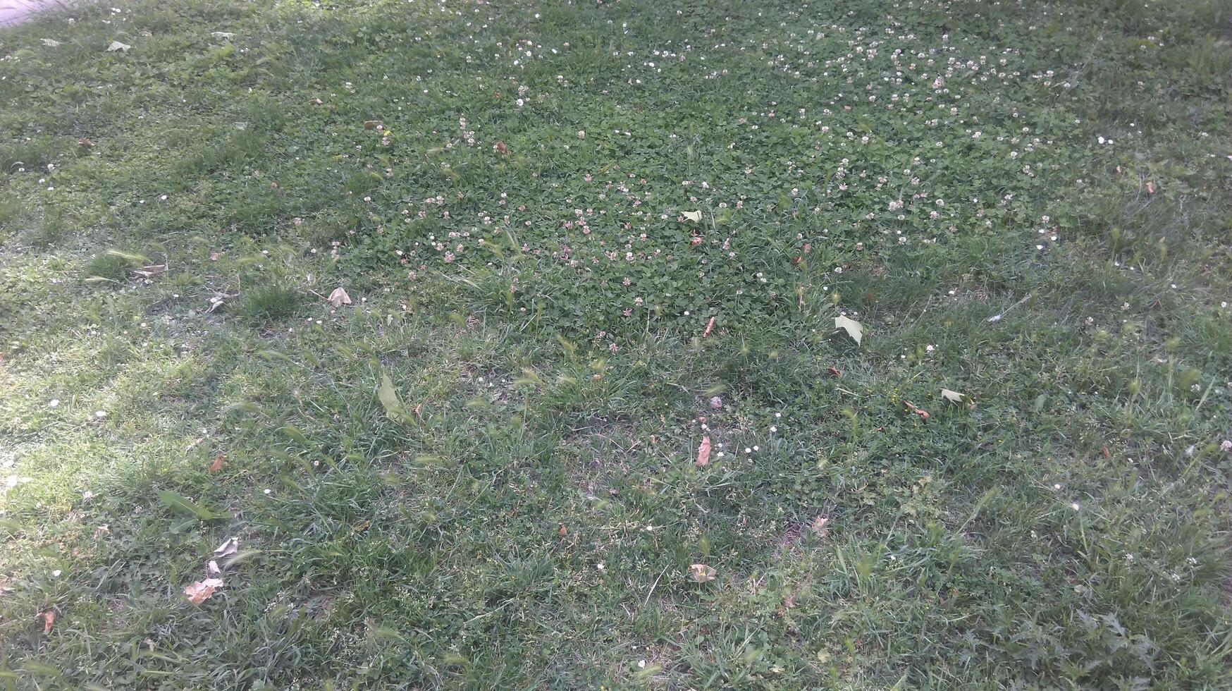 grass on meadow photo