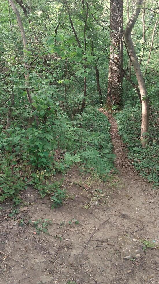 A day in the forest park photo