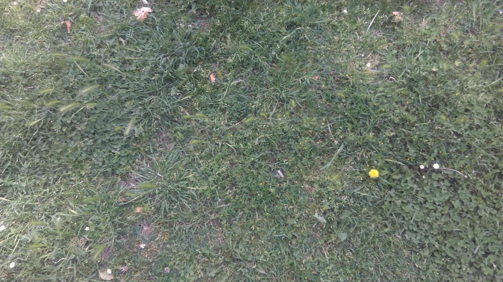 grass on meadow photo