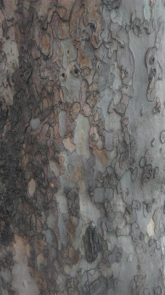 tree trunk texture photo
