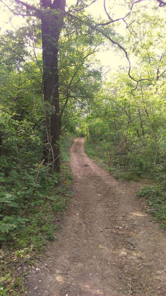 A day in the forest park photo