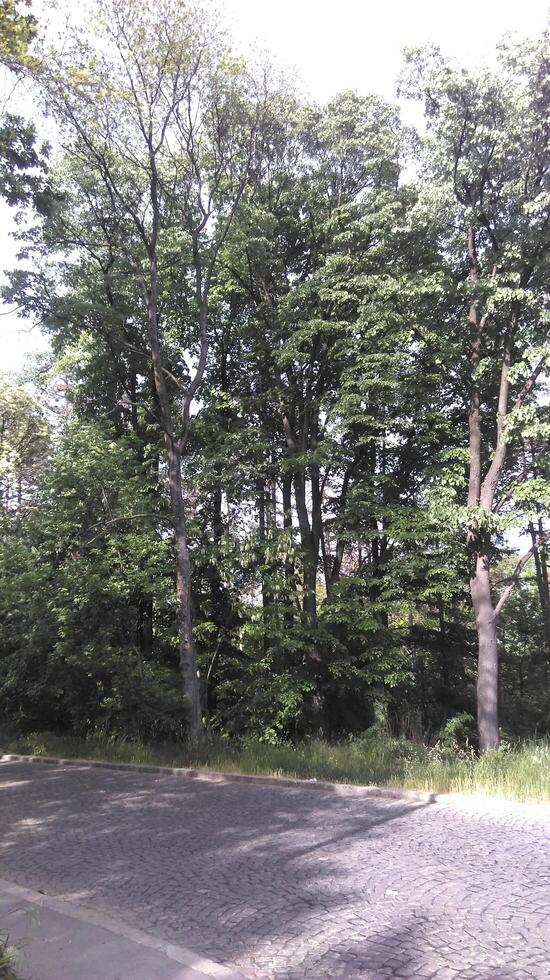 A day in the forest park photo