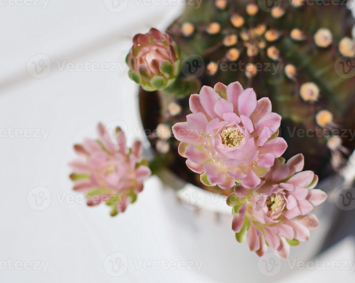 Small pink cactus flowers are blooming in the sunlight. photo