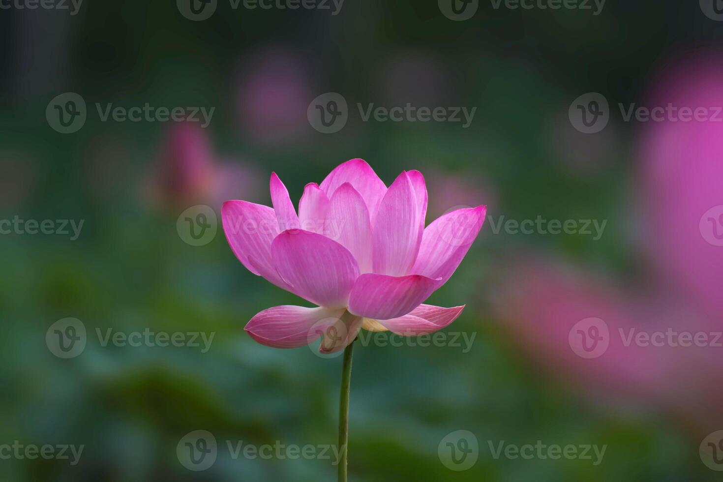 Pink lotus flowers bloom against a blurred green background of lotus leaves. photo