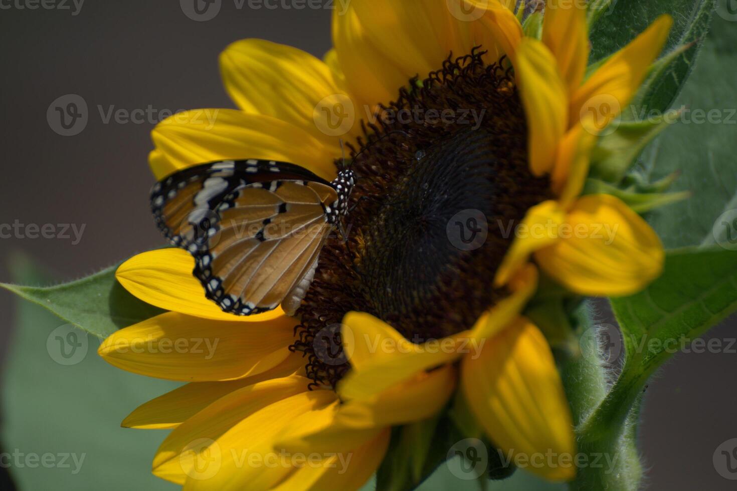 A butterfly is sucking nectar from a sunflower. photo