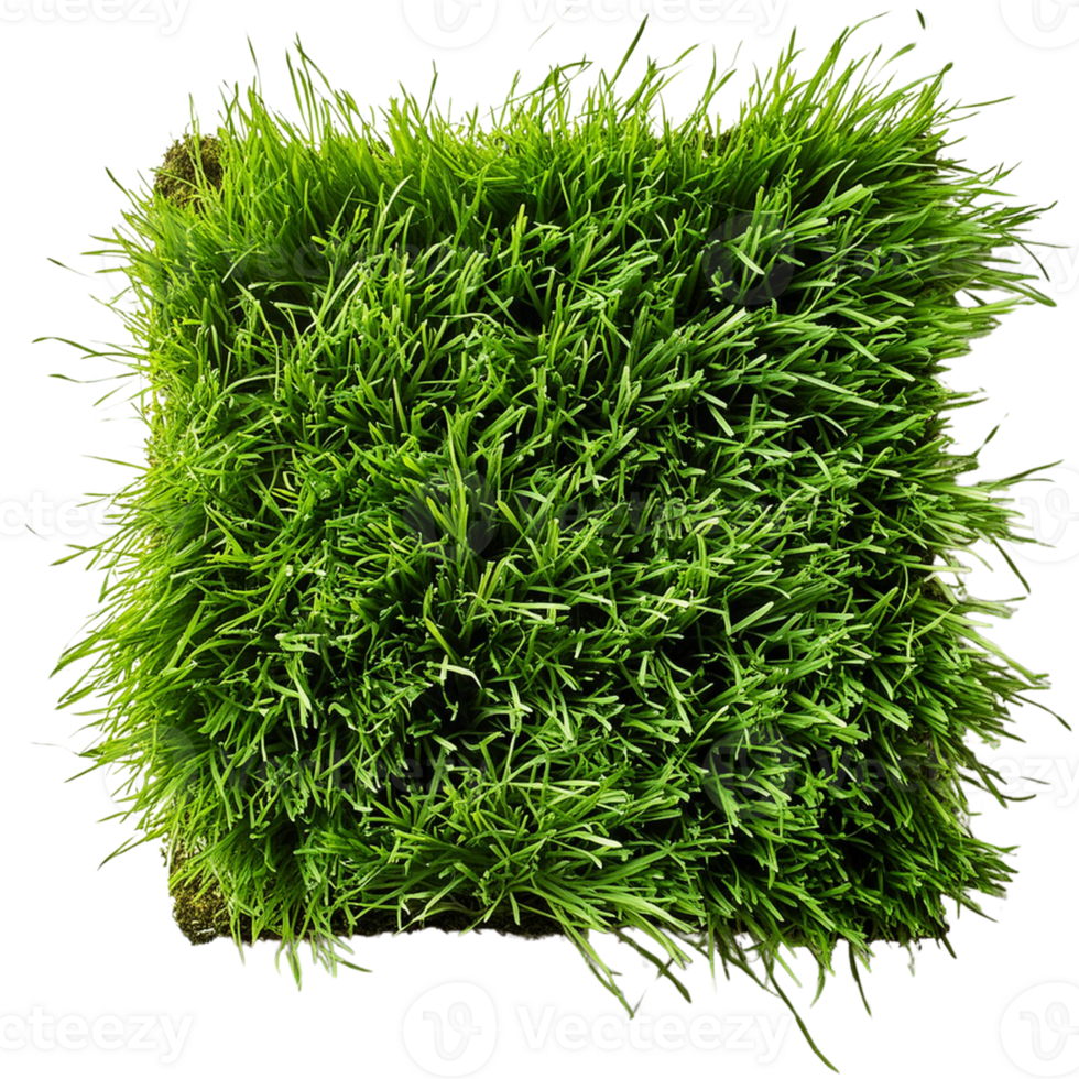 green grass isolated on white png