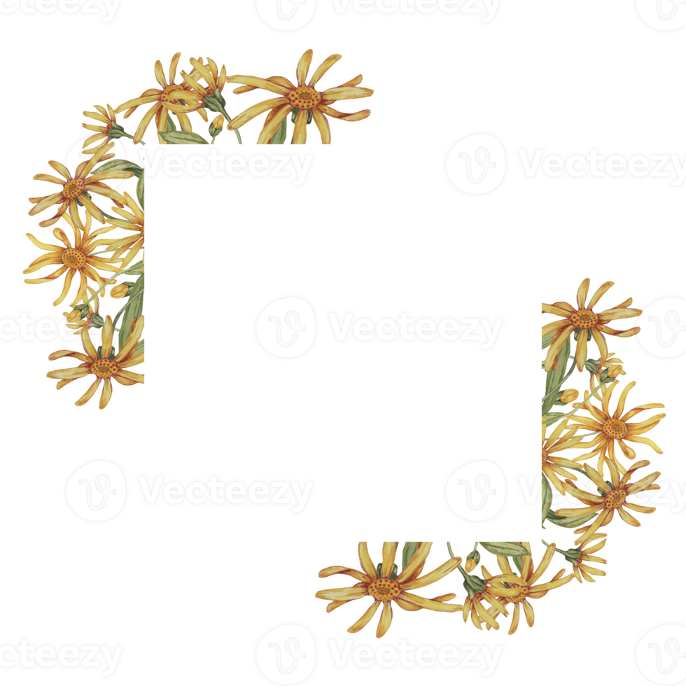 Arnica flowers in a square frame template. Mountain tobacco watercolor illustration, isolated for printing, greeting card, quote, gift tag, labels in cosmetics, herbal medicine, creams, ointments png