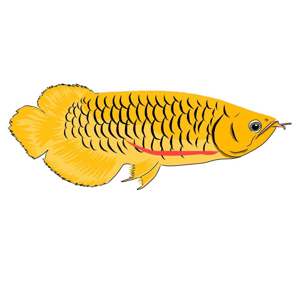 of Arowana fish vector