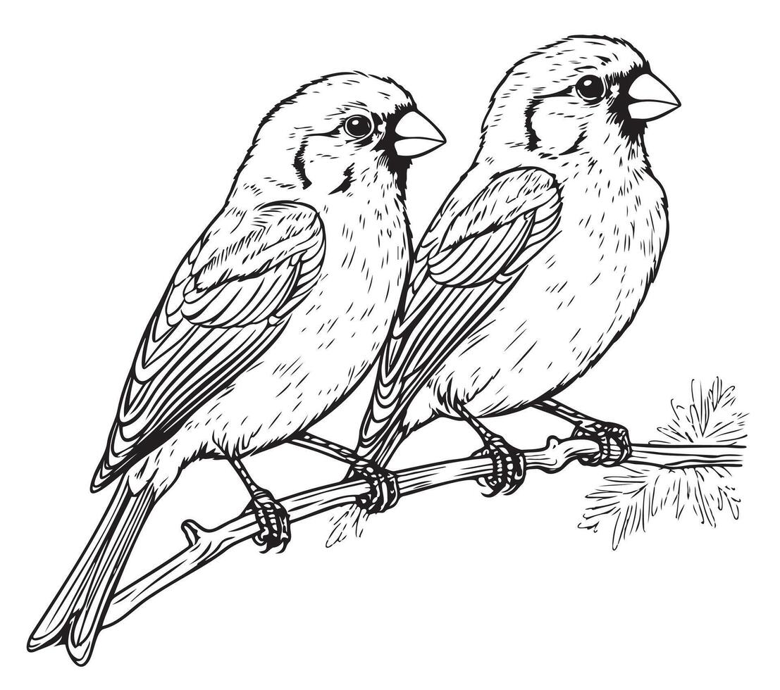 Black and white sketch of a canary bird sitting on a branch vector