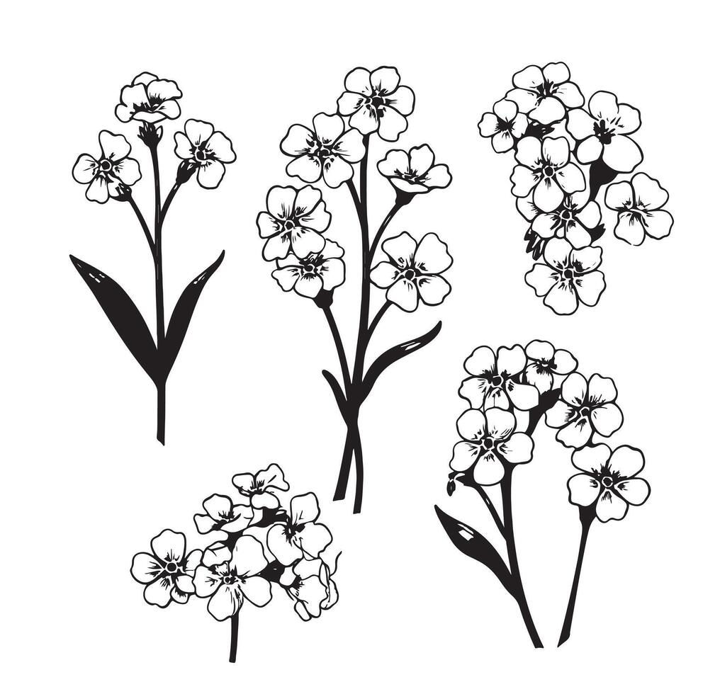 Forget me not flowers vector