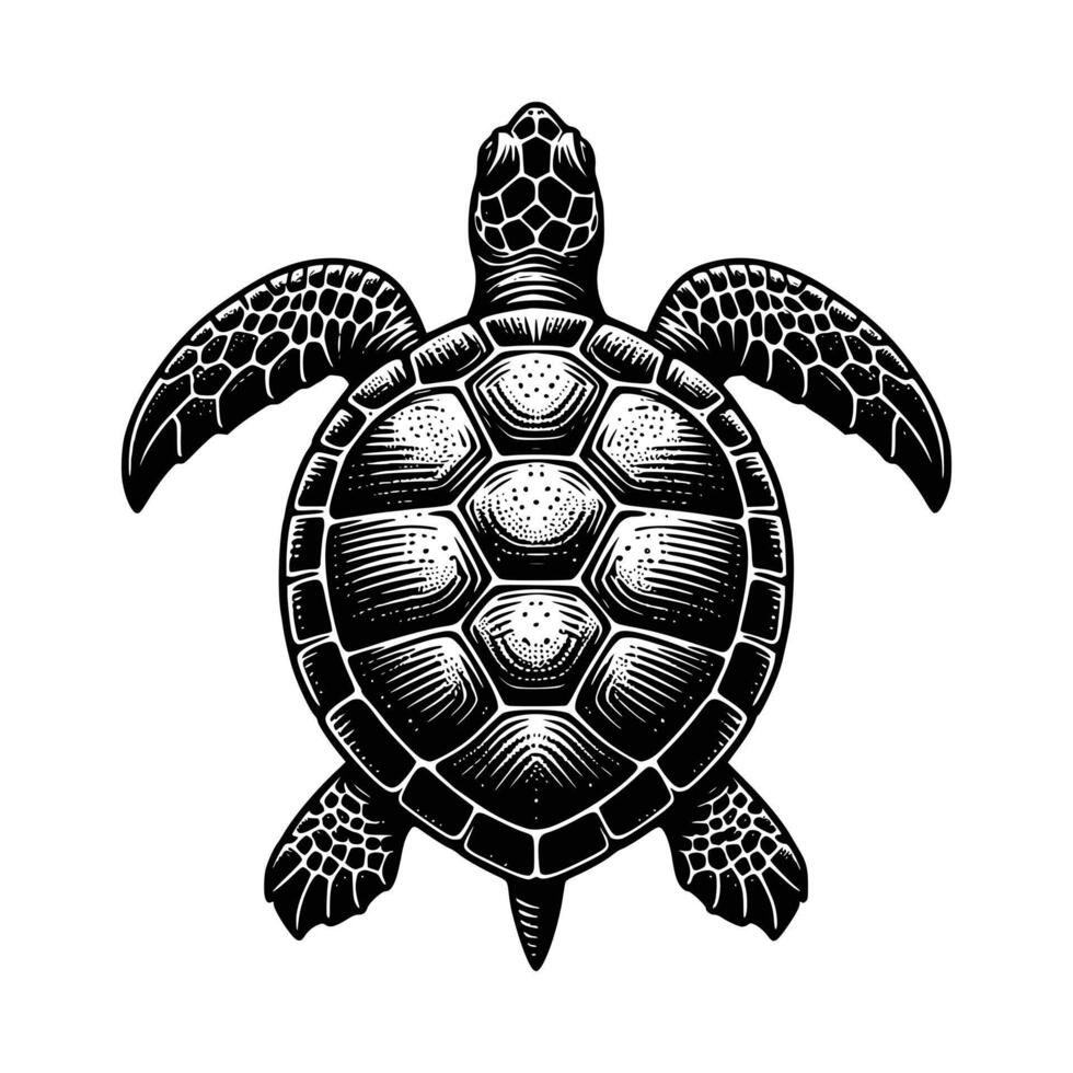 Free Turtle Art Illustration vector