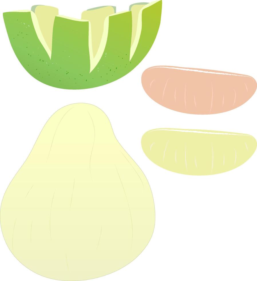 pomelo illustration Mid-Autumn Festival vector