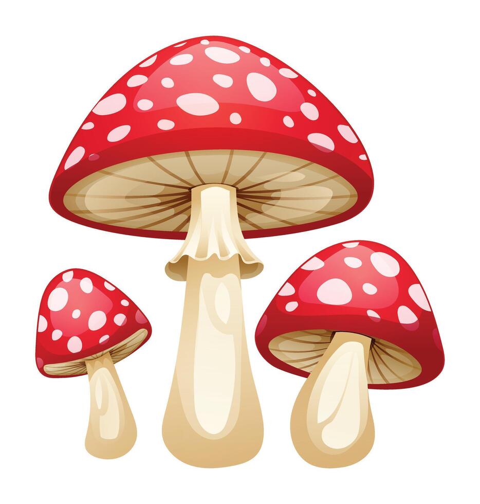 Red mushrooms illustration isolated on white background vector