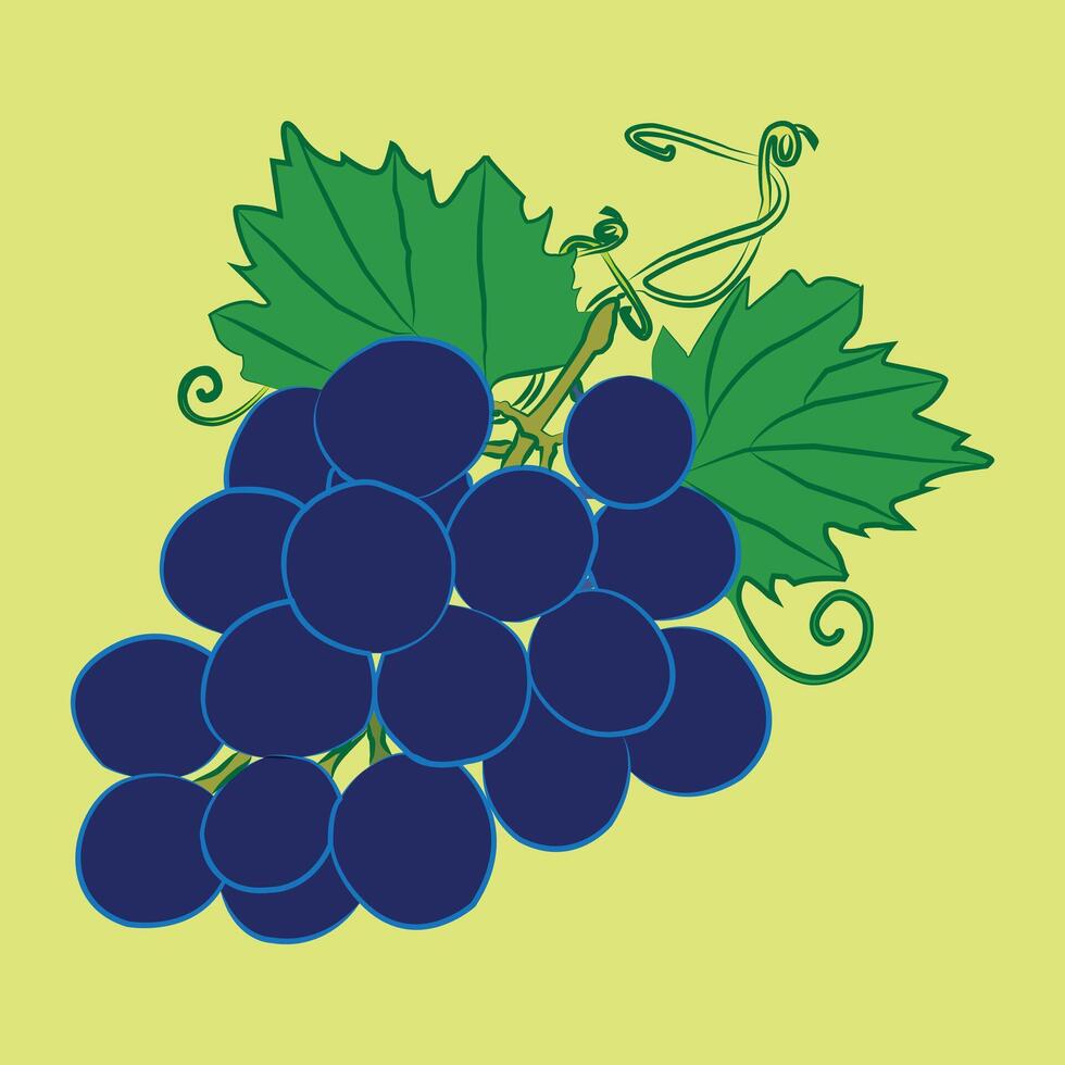 illustration of grapes,purple grapes illustration. vector