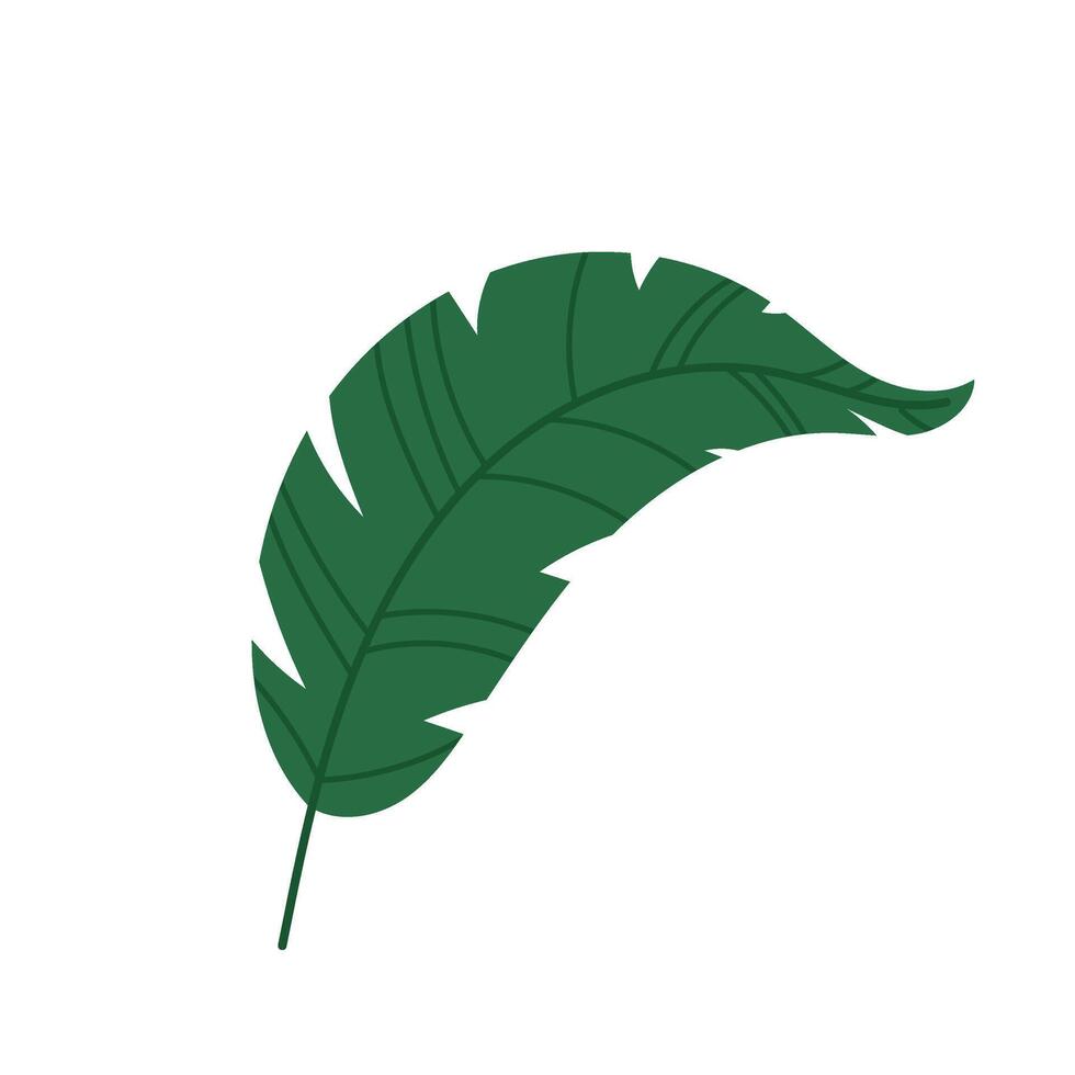 Banana leaf. Green leaf of tropical plant in flat style. Tropical plants. Botany, decorative plant leaf. vector