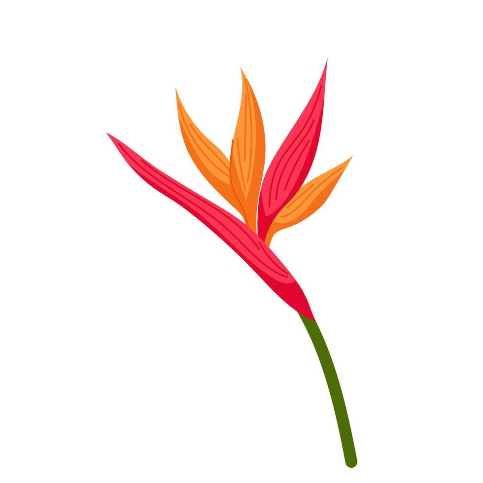 Strelitzia flower in flat style. Tropical flower on a white background. vector