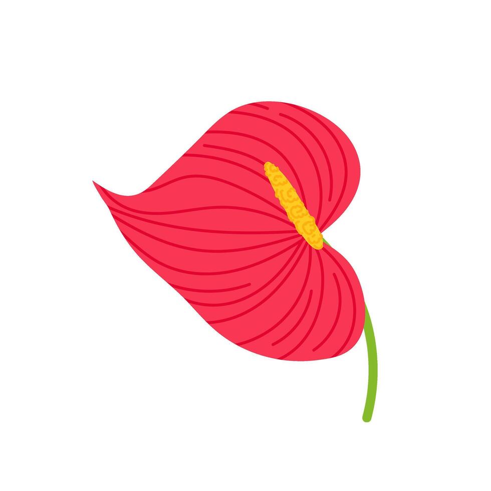 Anthurium flower in flat style. Tropical flower on a white background. Tropical plants. vector