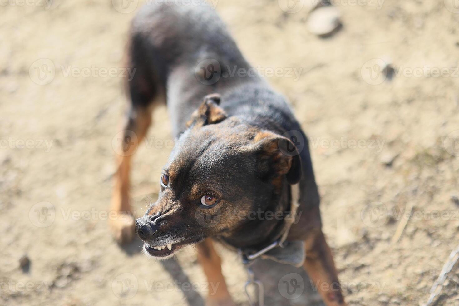 A small dog with a black and brown coat is standing on a dirt ground photo