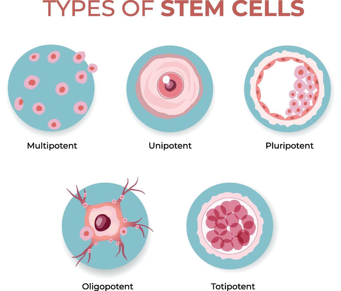 types of stem cells illustration vector