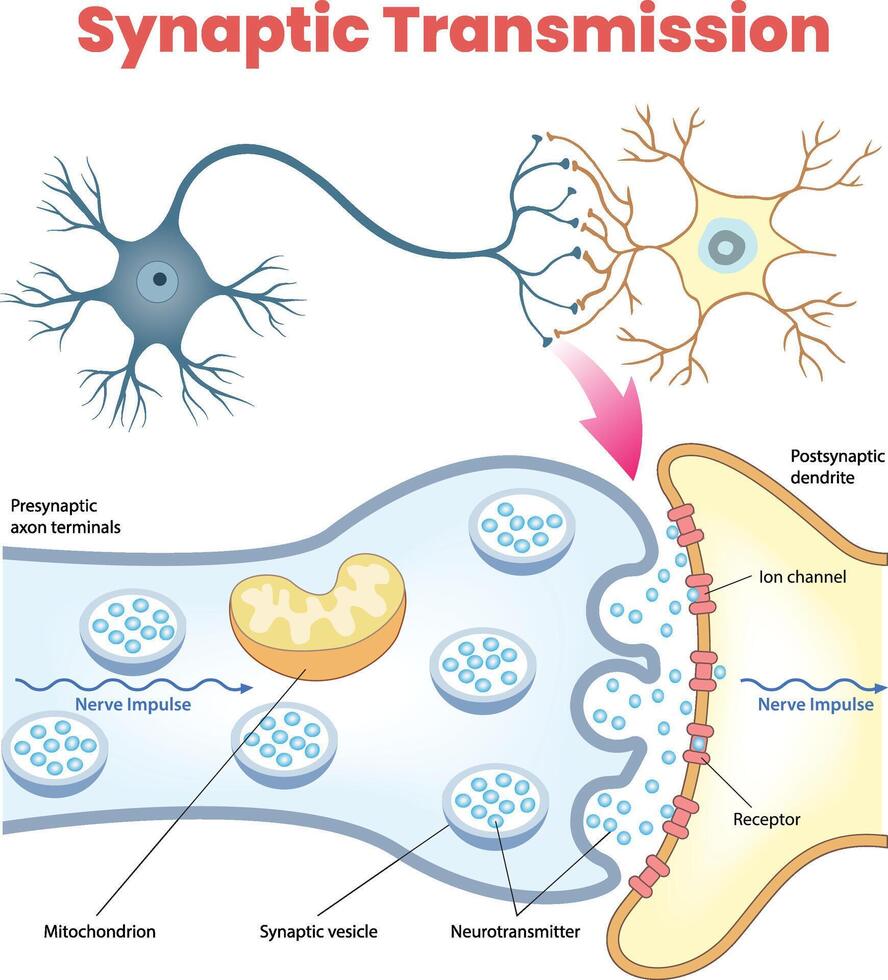 illustration of synaptic transmission diagram vector