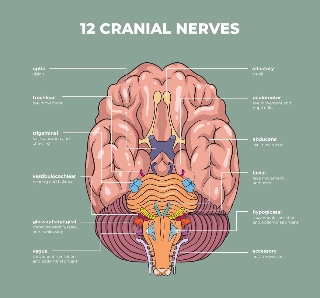 illustration of cranial nerves diagram vector